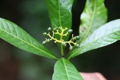 Psychotria flavida